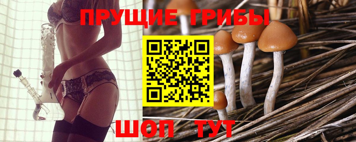 Псилоцибиновые грибы Psilocybine cubensis Протвино
